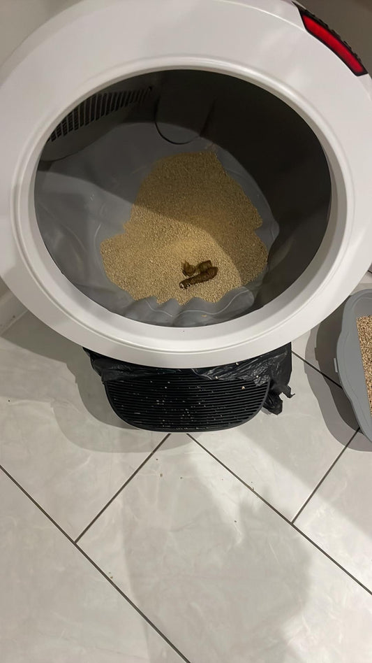 How can I get my cat to use a self cleaning litter tray?